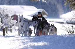 Lenk 2013